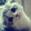 Логотип телеграм канала @rpp0f — коты лучшие ッ