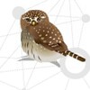 Логотип телеграм канала @rubirds — Ru-Birds news
