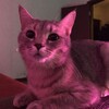 Логотип телеграм канала @rullies — Рулька на бите