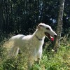 Логотип телеграм канала @ruskiborzoi — Лесной обитатель