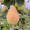 Логотип телеграм канала @russian_pear — 🍐 ГРУША - РОССИИ