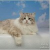 Логотип телеграм канала @russianirbis — Сибирские котята и кошки питомника RussianIrbis