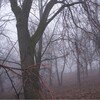 Логотип телеграм канала @ruziknurullin — Zural