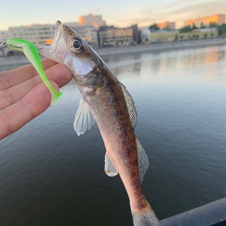 Логотип телеграм канала @rybalka_mos — Рыбалка в Москве | StreetFishing