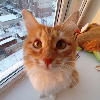 Логотип телеграм канала @ryizhiy_prokaznik — Рыжий проказник💥