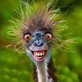 Логотип телеграм канала @rzaka_13 — РЖАКА 🤣 ПРИКОЛЫ 🤪 ЮМОР СМЕШНЫЕ ВИДЕО 🔥🔥🔥