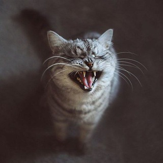 Логотип телеграм канала @rzhudousera — Ржу до Усëра. Анекдоты, приколы и мемы.