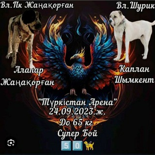Логотип телеграм канала @sabachi_boy — 🦁🏆Сабачьи бой🏆🦁