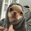 Логотип телеграм канала @sabakanori — чихуа Нори