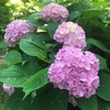 Логотип телеграм канала @saddacha1 — СадДача