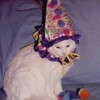 Логотип телеграм канала @sadkittenav — исповедь котят авито