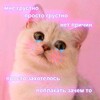 Logo of telegram channel sadkittycat — sadkittycat