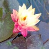 Логотип телеграм канала @sadovaisimfonia — Сад🌿Пруд🌿Цветы🌿🌹Уход и Идеи для Вашего Участка