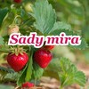 Логотип телеграм канала @sadymir — SadyMira 🍓🍎🍑