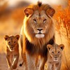 Логотип телеграм канала @safari — Сафари 🦁Safari