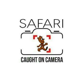 የቴሌግራም ቻናል አርማ safaricaughton_camera — Safari Caught On Camera