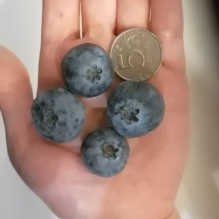 Логотип телеграм канала @sagensy46 — Саженцы ягодных культур в Курске 🌱🍓🍑🍇