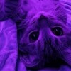 Логотип телеграм канала @saharapiar — ᴨиᴀᴩ чаты | группы | беседы