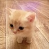 Логотип телеграм канала @saint_channel — SAINT ~ вовчик