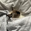 Логотип телеграм канала @sakelta — давайте о чем-то хорошем?