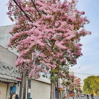 Logo saluran telegram sakuraberguguran — sakura berguguran🌸