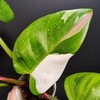 Логотип телеграм канала @sale_ksplants — Продажа растений СПб от ks.plants