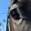 Логотип телеграм канала @salehorsesevastopol — Продажа конной амуниции, Севастополь😍