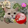 Логотип телеграм канала @salesuccuyu — sale succuyu