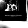 Логотип телеграм канала @salyafiya_f — 𝚜𝚊𝚕𝚢𝚊𝚏𝚒𝚢𝚊_𝚏
