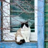 Логотип телеграм канала @samcats — Самаракотическая