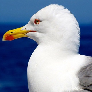 Telegram channel Сайменский канал logo