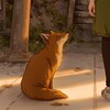 Logo of telegram channel sammy_group — Sammy 🏮🦊