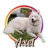 Логотип телеграм канала @samoyedaxel — Axel's mode🫡