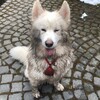 Логотип телеграм канала @samoyedhelp — Самоеды белые ангелы 🐻‍❄️