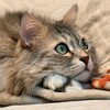 Логотип телеграм канала @samurmurmurmur — Путь саМУР-МУРая разведчика😻