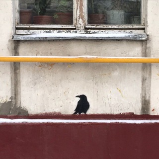 Логотип телеграм канала @sanya_pishet — вороны-москвички