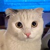 Логотип телеграм канала @sanyakotka — Как дела у Санечки