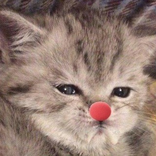 Логотип телеграм канала @saviskasmem — САВИСКОС