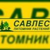 Логотип телеграм канала @savles15 — ПИТОМНИК РАСТЕНИЙ. "САВЛЕС"