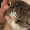 Логотип телеграм канала @saxxnxxon — группа добрых друзей алисы саксон