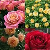 Логотип телеграм канала @sazhentsiroz — Саженцы в Агрономе 🌿