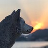 Logo of telegram channel schleichthedogsstd — STD