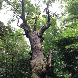 Telegram channel Natur, Altes Wissen und Spiritualität logo