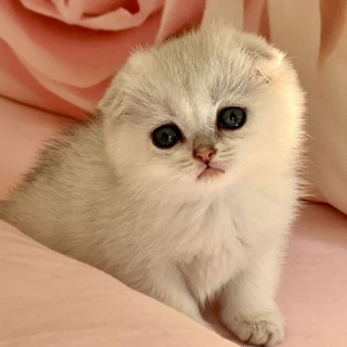 لوگوی کانال تلگرام scottish_brittish — 😻 گربه های اسکاتیش و بریتیش 😻