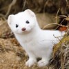 Логотип телеграм канала @screenwritersafezone — Ласка для драматурга