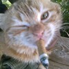 Логотип телеграм канала @scripto_nit_sqaud — хижина scripto'nit
