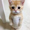 Логотип телеграм канала @scriptrobloxxxx — Скрипты на роблокс | Туториалы | Читы на роблокс 🎀 Blox fruits| pet simulator | Toilet Tower Defense