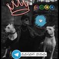 Telegram kanalining logotibi scvvbjhv2000 — مـ༈ۖ҉ـمـ༈ۖ҉لـكـ༈ۖ҉ـة لَ آلَعـ༈ۖ҉ـؤُآمـ༈ۖ҉ـيـ༈ۖ҉ـ🤍