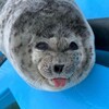 Логотип телеграм канала @seal_sss — •.тюленьчикее🦭🌌🫐