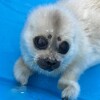 Логотип телеграм канала @sealresque — Nerpa SPb